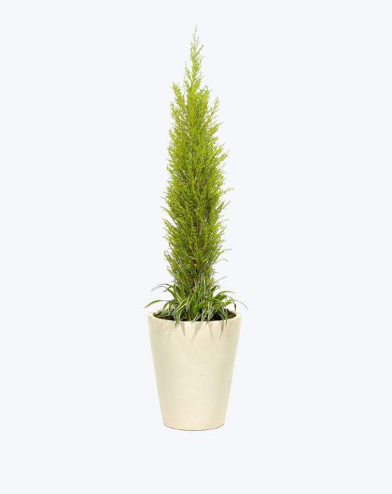 Gallon Pot