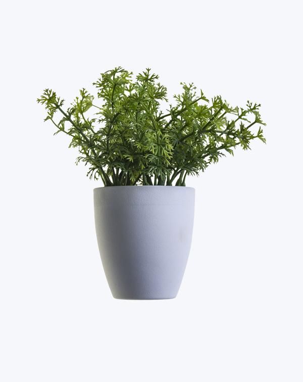Bonsai Grass