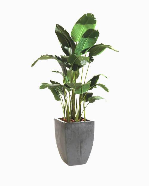 Bonsai desktop 7