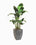 Bonsai desktop 7